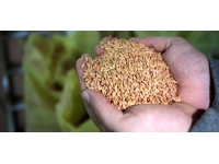 Kayseri'de çiftçilere 1500 ton tohum dağıtıldı