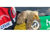 Yaralı bulunan Mısır akbabası tedaviye alındı