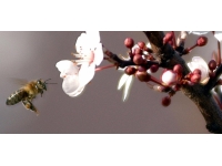 Yalova kıvırcığı ve Yığılca bal arısı, yerli hayvan ırkı olarak tescil edildi