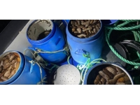 Çanakkale'de kaçak avlanan 5 ton deniz patlıcanı ele geçirildi