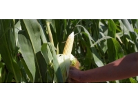 Adıyaman'da silajlık mısırdan 600 tona yakın rekolte bekleniyor