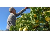 Osmaneli ayvasında 10 bin ton rekolte bekleniyor