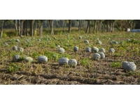 Afyonkarahisar'da bal kabağı hasadı