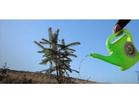 Mersin'de 31 bin fidan toprakla buluşacak