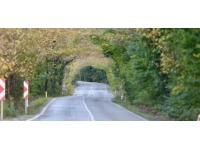 Karabük ormanlarında sonbahar