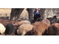 Ağrılı kadın çiftçinin hedefi 500 koyuna ulaşmak