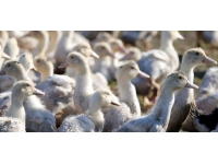 Japonya’da kuş gribi alarmı: 170 bin kanatlı hayvan itlaf edilecek