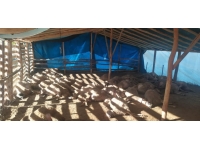 Malatya'da kurt sürüsü 42 küçükbaş hayvanı telef etti