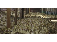 İngiltere'de kuş gribi nedeniyle tüm kümes hayvanları içeride tutulacak