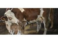 Yozgat'ta "Erken Teşhis ile Buzağılar Ölmesin" projesi tanıtıldı