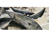 Balık tezgahları bereketlendi, fiyatlar düştü