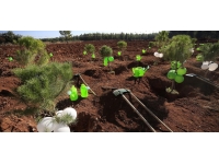 Fidanlar toprakla buluşturuldu
