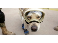 Meksika'nın kahraman köpeği Frida öldü