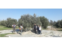 Tarımsal Araştırma Enstitüsü Müdürlüğü: “Yerli zeytin tescilinde son aşamaya gelindi”