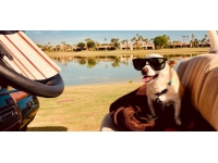 Yaşayan en yaşlı köpek unvanı yeni sahibini buldu