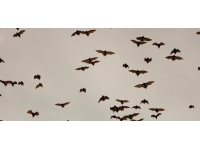 Bazı yarasalar ses çıkarırken death metal şarkıcılarıyla benzer sesler çıkarıyor