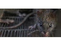 New York'ta fare istilası: Belediye iş ilanı verdi