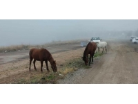 Başıboş dolaşan atlar tedirginlik oluşturdu
