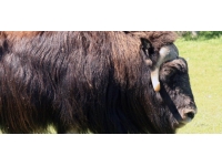 Alaska'da misk sığırının saldırdığı kişi öldü