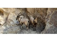 Sivas'ta yaban keçisi sayısı 3 bine ulaştı