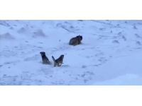 Dağcıları, ayı saldırısından Kangal köpekleri kurtardı