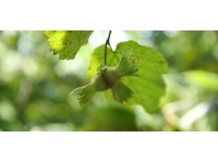 Ordu'da serbest piyasada fındık 53 liradan işlem görüyor