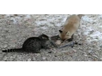 Şantiye bekçisi aç kalan tilkiyi, kedisiyle birlikte besledi