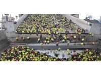 Mersin Silifke'de 28 bin ton zeytinyağı üretimi bekleniyor