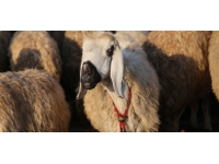 "Suruç koyunu"nun tescillenmesi için çalışma başlatıldı