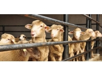 Kurban Bayramı ne zaman 2023? Kurban Bayramı 2023 hangi güne denk geliyor?