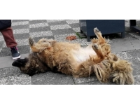 Köpeğin ilginç uyuma yöntemi