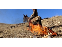 Karın yağmadığı Kars'ta sürüler meralarda otlamaya devam ediyor