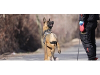 Tokat'taki kayıp kadın iz takip köpeği desteğiyle komandolar tarafından arandı