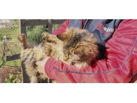 Çocuğu gibi gördüğü kediler için köyünden ayrılmıyor