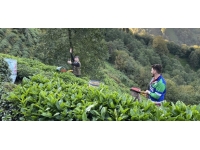 ÇAYKUR 2022'de 162 bin 958 ton kuru çay satışı gerçekleştirdi