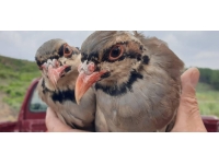 Kars’ta keklik ve tavşan avı yasaklandı