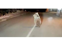 Yozgat’ta boz ayı yola indi