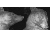 Meraklı ayı kamerayı buldu, 400’den fazla selfie çekti