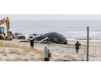 ABD'de gizemli balina ölümleri artıyor: 2 ayda 15 balina karaya vurdu