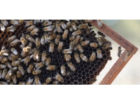 Arılar yalancı bahara aldandı: Bal üretiminde düşüş bekleniyor