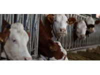 Hollanda'da deli dana vakası görüldü