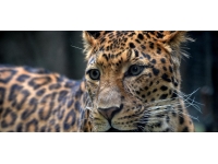 Pakistan'da şehre inen leopar 3 kişiyi yaraladı