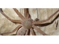 Avustralya'da 3 yeni örümcek türü keşfedildi