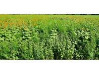 İzmir'de evde kurulan serada Hint keneviri yetiştiren 2 kişi tutuklandı