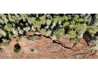 Göksun'da derin yarıklar oluştu