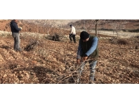 Batman'da bağ budama zamanı başladı