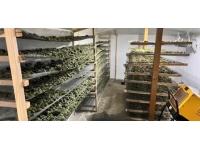 İstanbul'da 1550 kök kenevir ele geçirildi