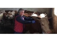 Kars'ta büyükbaş hayvanlara şap aşısı yapılıyor