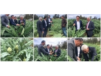 “Enginarın Yolculuğu” Projesi :5 dönümde, 3 çeşit enginarın denendiği örnekleme alanında verim alınmaya başlandı