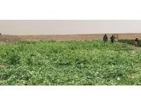 Taliban, Afganistan'da kenevir ekimini yasakladı